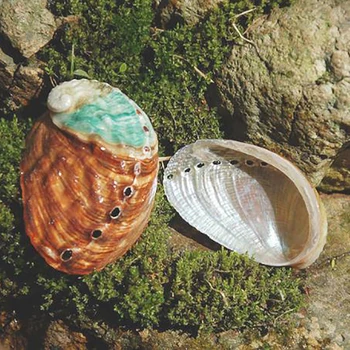 6-7cm Abalone Shell Náutico Decoração de Casa Concha Casamento de Praia do Oceano Decoração Jóias DIY Cinzeiro saboneteira Colecionáveis Artesanato